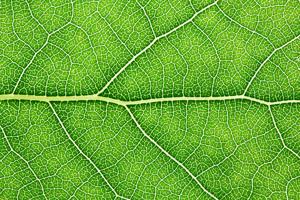 green leaf - leitbündel stock-fotos und bilder