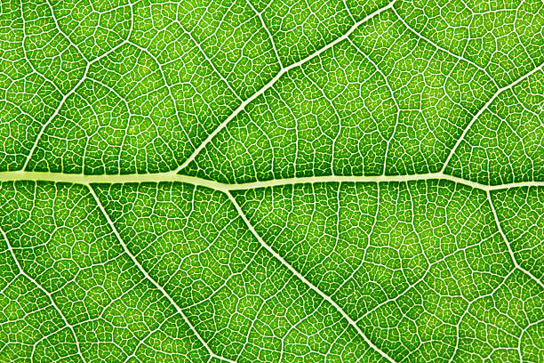 folha verde - leaf vein imagens e fotografias de stock