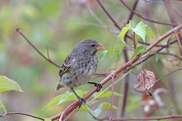 istock Female Galapagos Ground Finch 465847608
