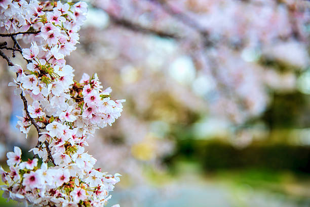 istock Beautiful flowering Japanese cherry 465847690