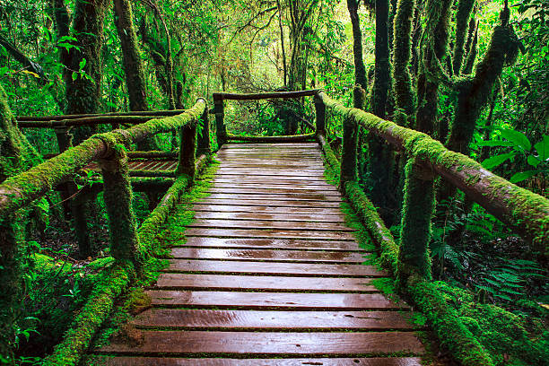 istock trail birdge walking way at hill  evergreen forest 465847939