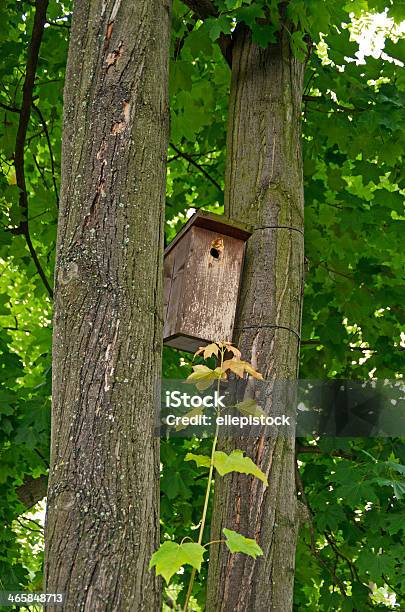 Birds House Stock Photo - Download Image Now - Animal Nest, Animal Wildlife, Arranging