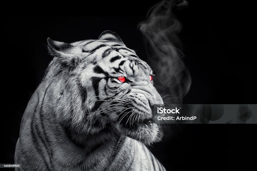 Black Tiger Black Tiger with Smoke White Tiger Stock Photo