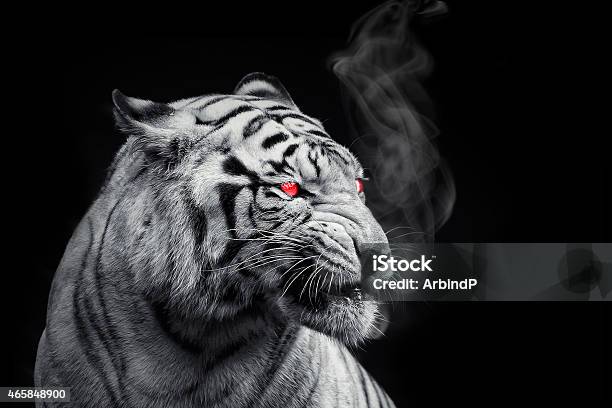 Black Tiger Stock Photo - Download Image Now - White Tiger, 2015, Animals In The Wild