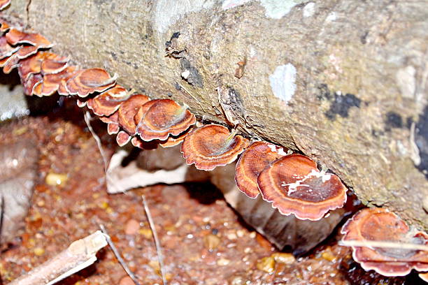 seta ganoderma lucidum - asia autumn bracket brown fotografías e imágenes de stock