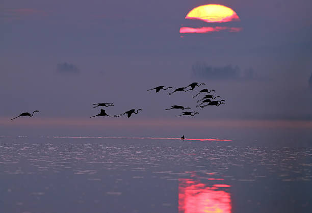 flamingo grande (nascer do sol) - silhoute - fotografias e filmes do acervo