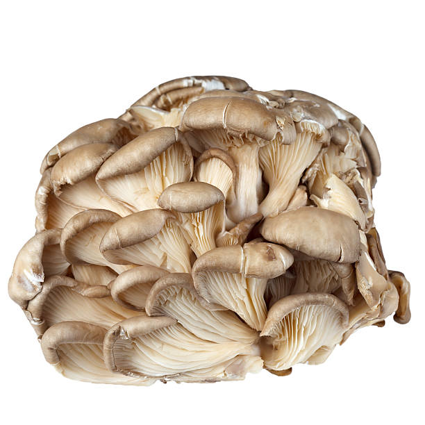 istock Fresh oyster mushrooms on a white background. Isolated. 465853554