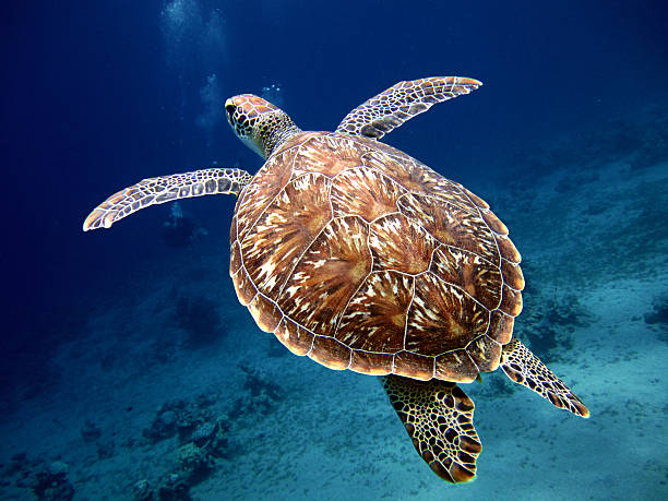 Swimming Turtle with Beautiful Shell Swimming Turtle with Beautiful Shell sea turtle stock pictures, royalty-free photos & images