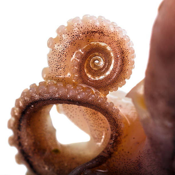 Fresh octopus on white background. Isolated.