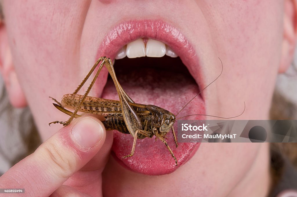 bug in mouth Woman eating insects with a fork in a restaurant Eating Stock Photo