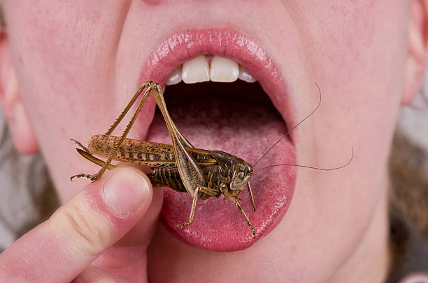 bug in mouth Woman eating insects with a fork in a restaurant cockroach food stock pictures, royalty-free photos & images