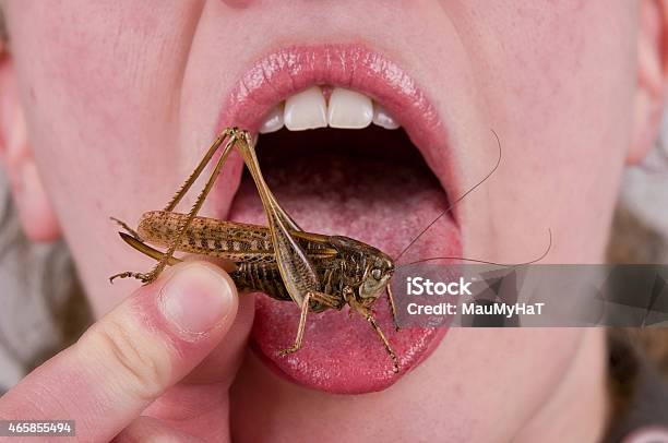 Bug In Mouth Stock Photo - Download Image Now - Eating, Insect, Food