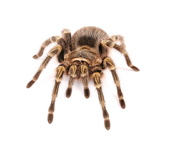 istock Chaco Golden Knee Tarantula on white background 465855984
