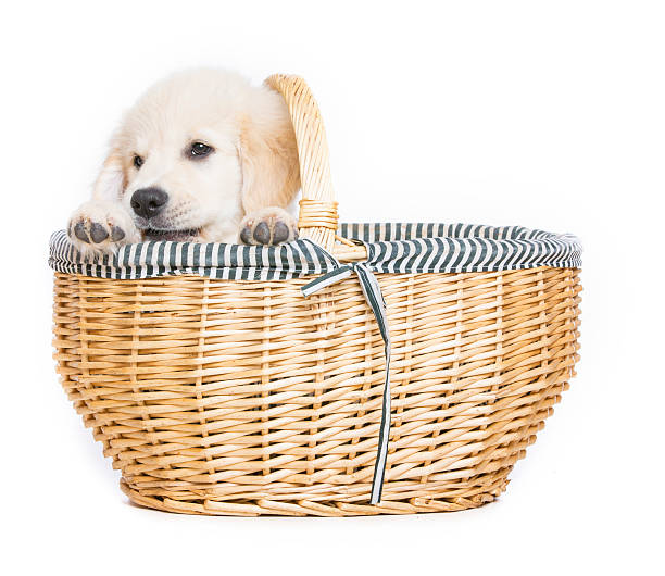 istock Golden Retriever Puppy  in  basket 465856881