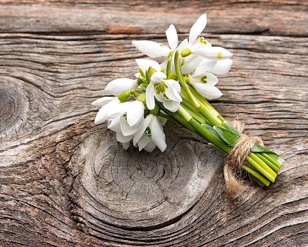 istock snowdrops bunch on wooden background 465859888