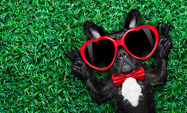 istock dog in love on grass 465860158