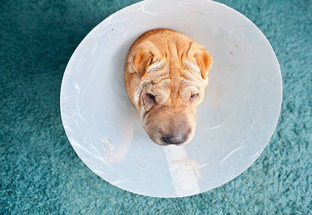 istock sharpei dog wearing a protective veterinary collar 465860682