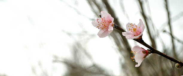 istock Extreme panorama of peach blossoms 465860702