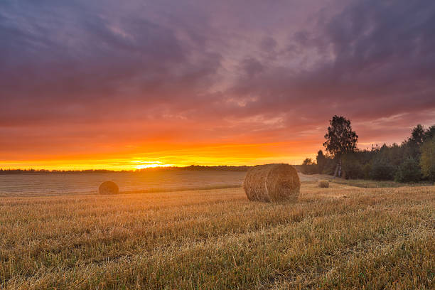 스트로 베일 필드 대해 해질녘까지 - wheat sunset bale autumn 뉴스 사진 이미지