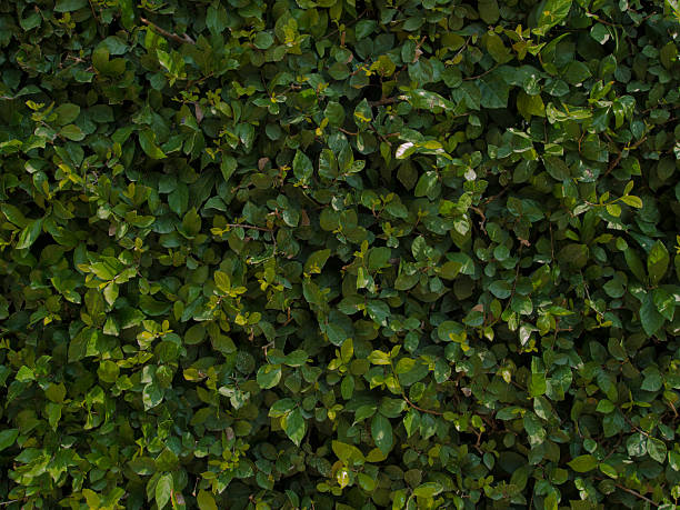 Tree Green Background stock photo