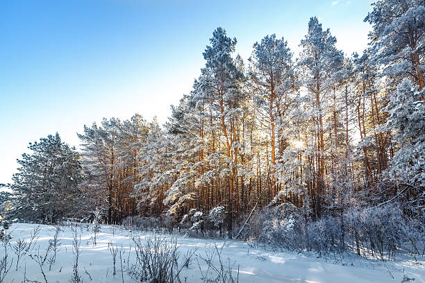 istock Bright sun in the winter forest 465865172