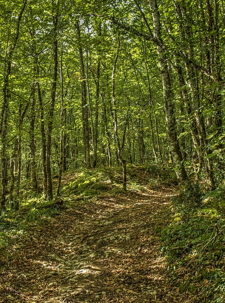 istock walking track forest Dordogne France Hiking loop walk 465865560