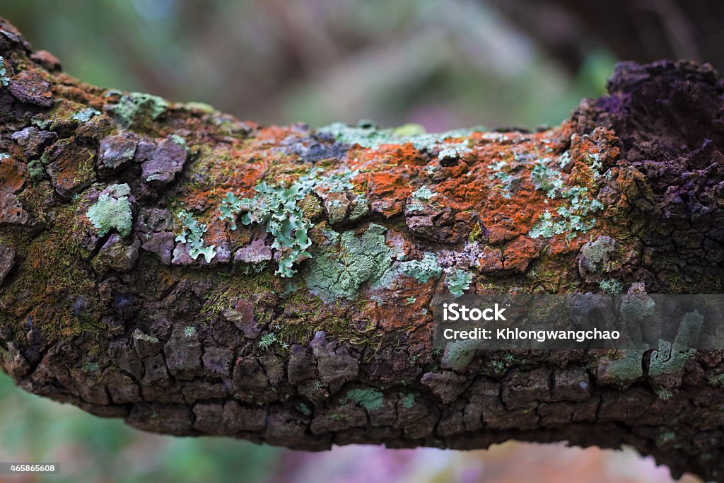 Lichen and moss on bark 2015 Stock Photo