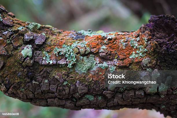 Lichen And Moss On Bark Stock Photo - Download Image Now - 2015, Abstract, Autumn