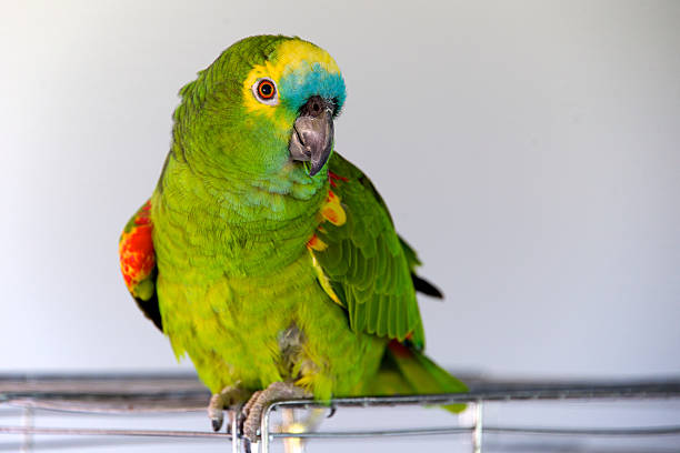 Blue-fronted amazon A Blue-fronted amazon parrot on a cage amazona aestiva stock pictures, royalty-free photos & images