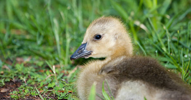 istock Canadian Goose Gosling 465866229