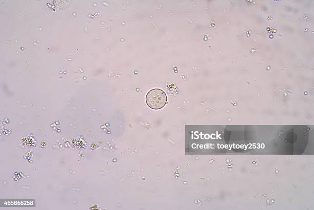 Protozoa En Las Heces Examen Foto de stock y más banco de imágenes de Deporte de riesgo - Deporte de riesgo, 2015, Animal