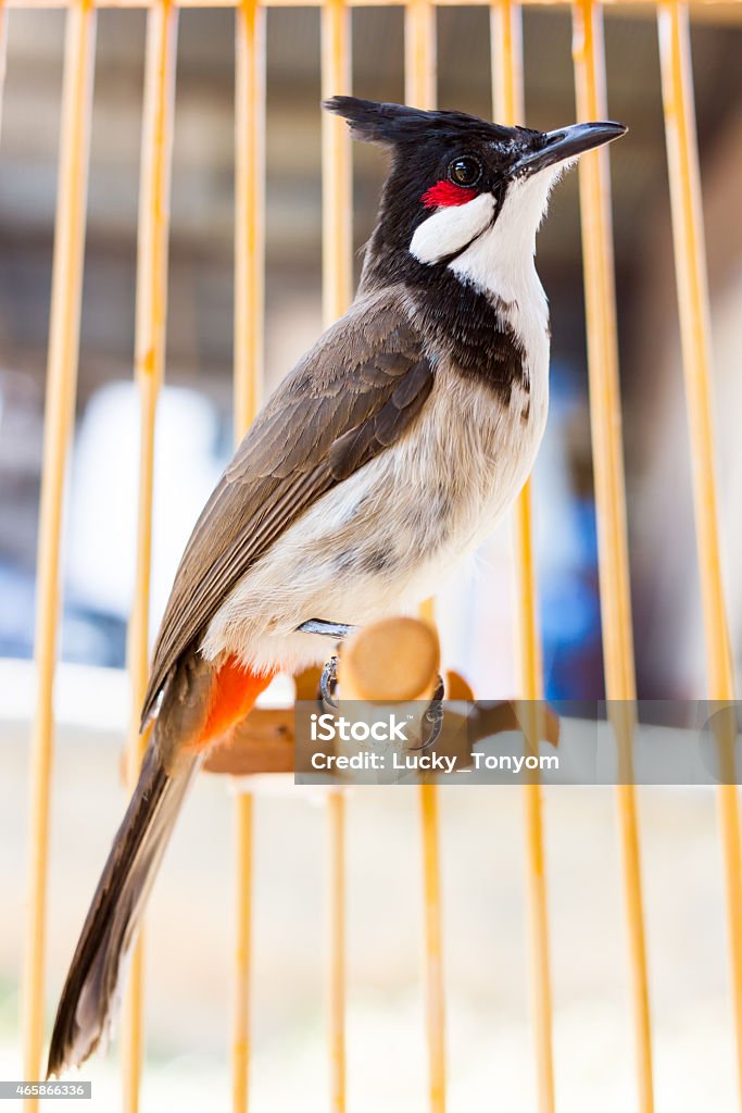 bird-in-Schalter - Lizenzfrei 2015 Stock-Foto
