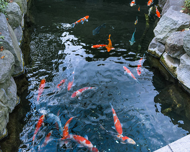 fish pool - hilight zdjęcia i obrazy z banku zdjęć