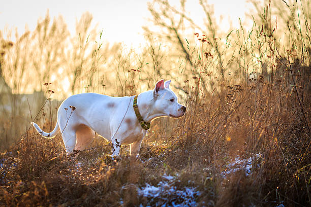 Dogo argentino in the meadow Dogo argentino in the meadow during golden sunset dogo argentino stock pictures, royalty-free photos & images