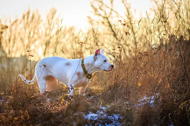 Photo of Dogo argentino in the meadow