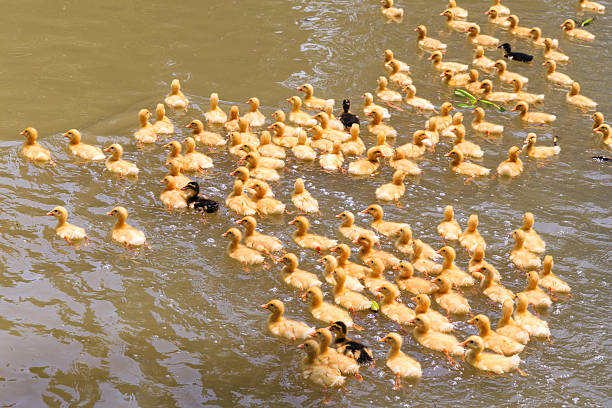 istock baby ducks swimming 465869050