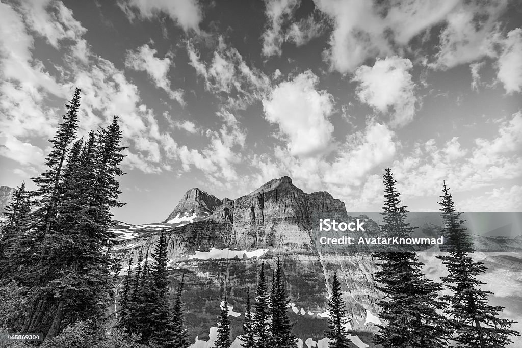 A view of a sweeping mountain behind large pine trees Logan Pass - Glacier National Park, MT 2015 Stock Photo