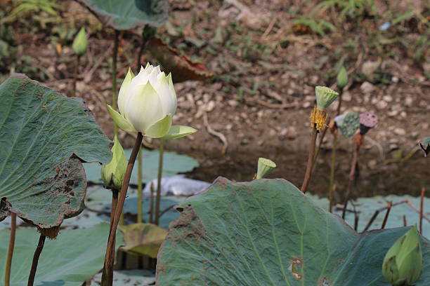 istock Lotus flower - Stock Image 465869402