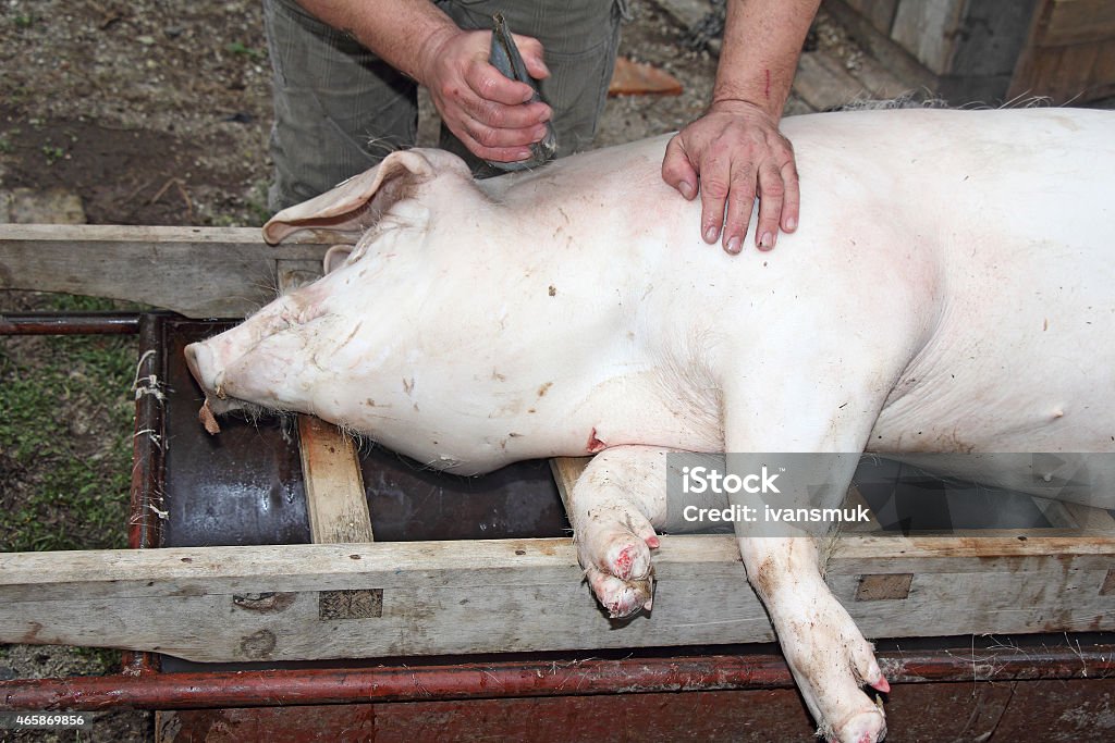 Slaughtered pigs Traditional home removal hair from slaughtered pigs Butcher Stock Photo