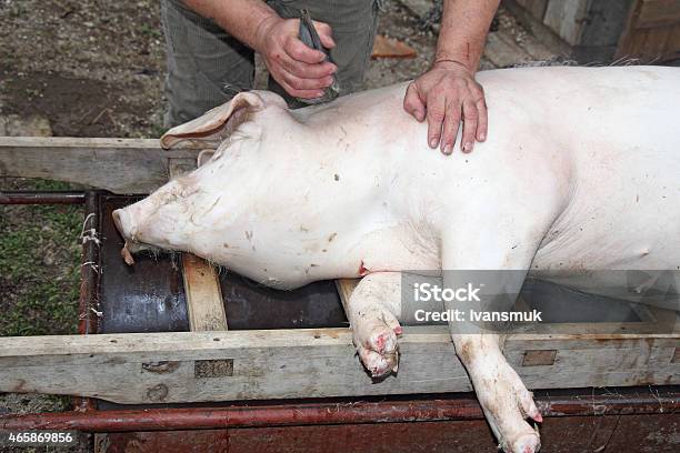 Slaughtered Pigs Stock Photo - Download Image Now - Butcher, Domestic Pig, 2015