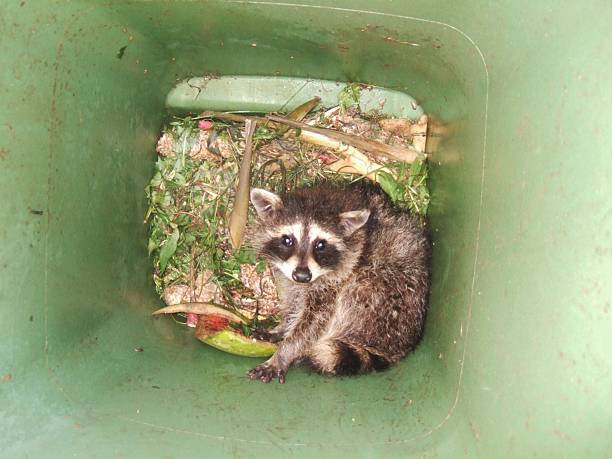 istock Baby raccoon trapped in a green composting bin 465870240