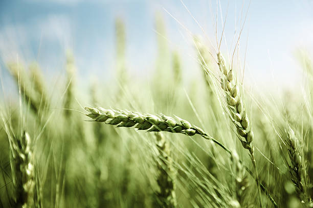 istock green wheat field and sunny day 465870672