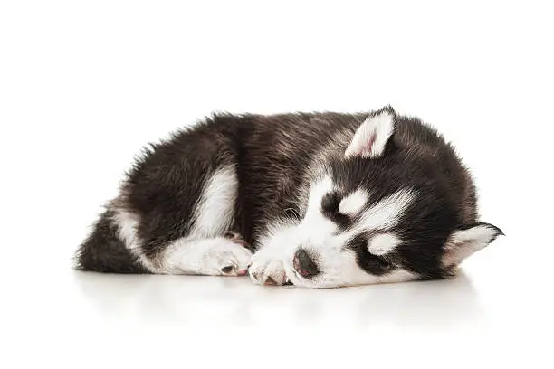 Photo of Sleeping husky puppy