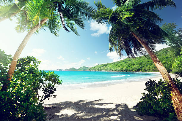 istock beach, Mahe island, Seychelles 465871008