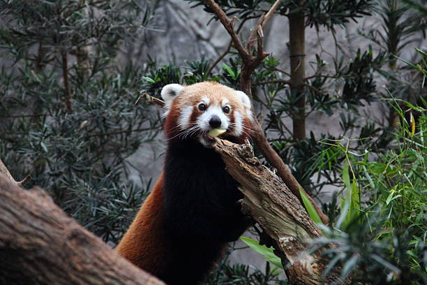 istock Red Panda eating a slice of apple 465871363