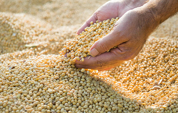 istock soy beans after harvest 465871759