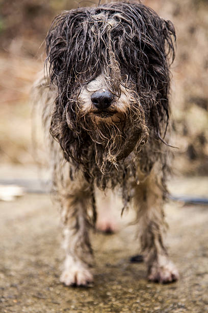 istock dog, poverty, abandonment, careless, dirty 465873282