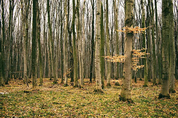 Photo of Amazing autumn forest