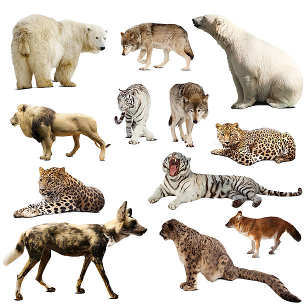 istock Set of predatory mammals over white 465874611