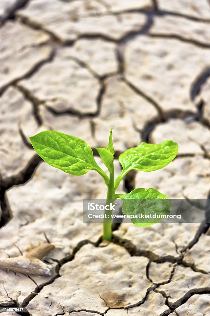 Árvore crescendo na terra rachada - Foto de stock de Batalha - Conceito royalty-free